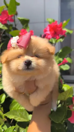 Vendo filhote de Spitz alemão