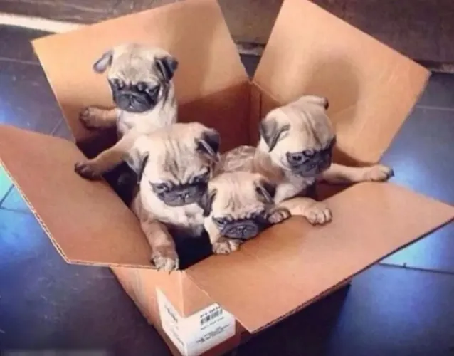 Pug querido por diversos fatores