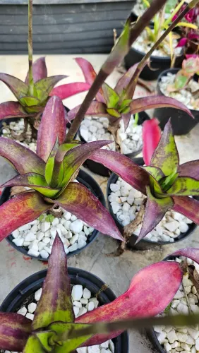 Plantas variadas
