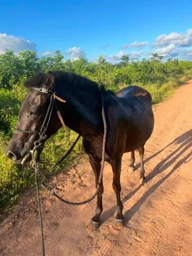 Potra nova sem mania e defeito próximo ao JK dm mata de São João .........................