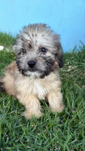 Filhotes de Lhasa Apso