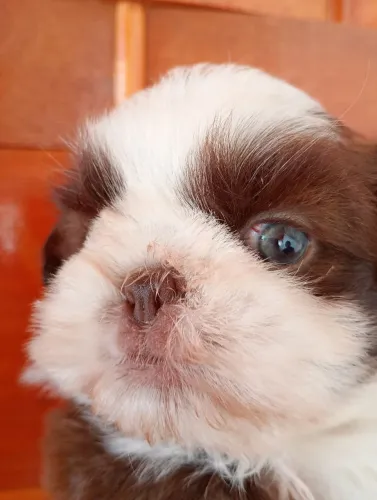 Filhote Shih Tzu Machinho a Pronta Entrega