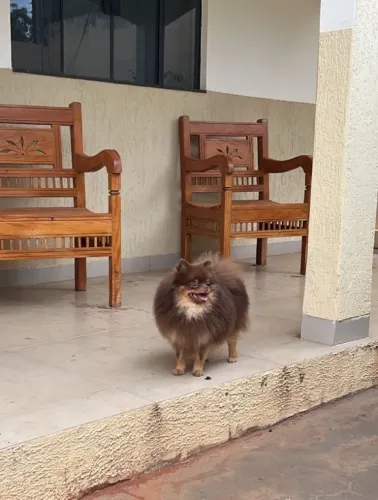 Spitz alemão adulto 