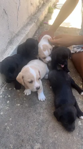 Cachorros para doação