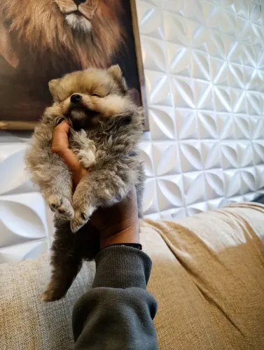 Lulu da Pomerânia 