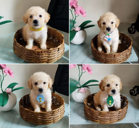 Cachorro poodle 