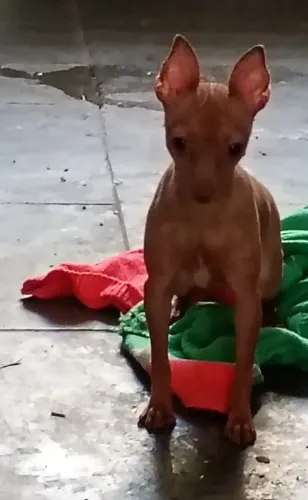 Cachorro Pincher 0 femia com 1 ano e 4 meses