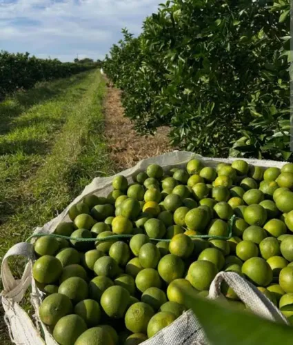 ? Laranja SC18KG ? Direto do Produtor 