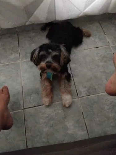Cachorro yorkshire 11 meses já adestrado no tapete higiênico