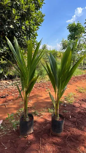 Mudas de Coco Anão