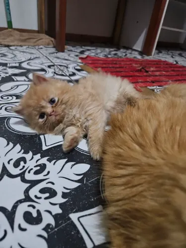 Vendo gato persa 