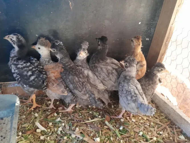 Pintinhos mestiços polones 