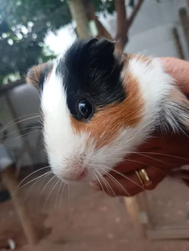 Porquinho da índia
