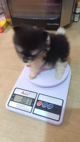 Lulu micro