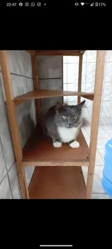 Gato