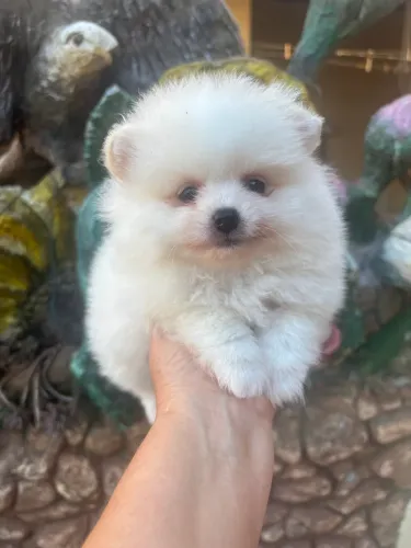Spitz Alemão (Lulu da Pomerânia)