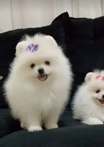 Lulu da Pomerânia Fêmea anã - Com pedigree