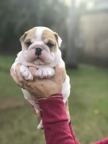 Bulldog Filhote