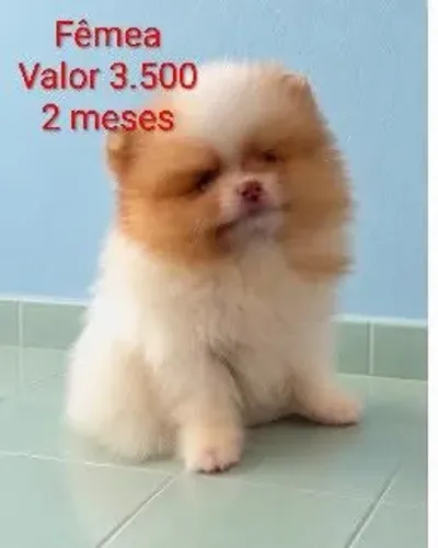 Spitz alemão Lulu da Pomerânia 