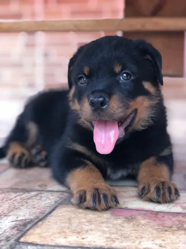 Filhotes de Rottweiler Puro (Disponíveis 4 fêmeas e 1 macho)