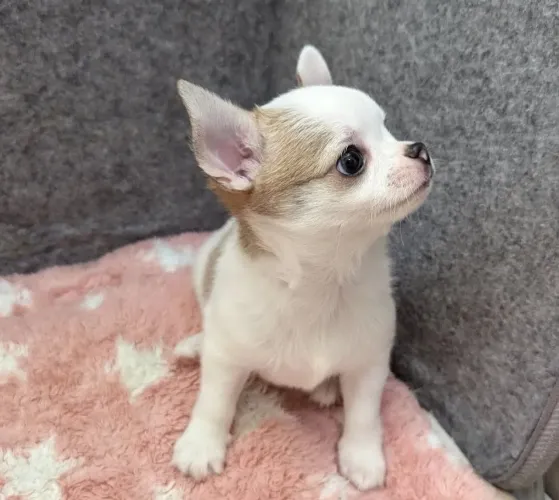 Chihuahua micro com pedigree 