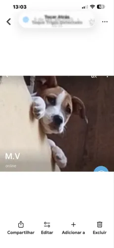 Doação de cadela pitbull c vira lata 