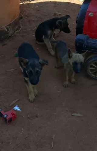 4 filhotes SRD