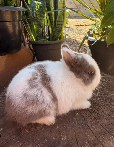 Nini coelhos Netherlands