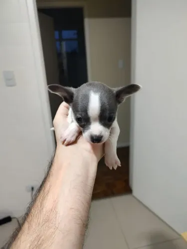 Filhote Chihuahua + Pinscher