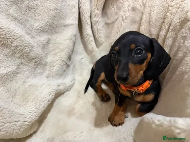 Filhote de cachorro esperto e curioso Teckel/Dachshund/Salsicha/Salsichinha/Basset/Cofap