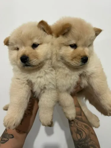 Chow-chow em PROMOÇÃO ligue para adquirir conosco *