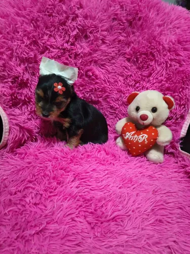 VD filhotes de Yorkshire fêmea e macho pequenos cm dias vacinas