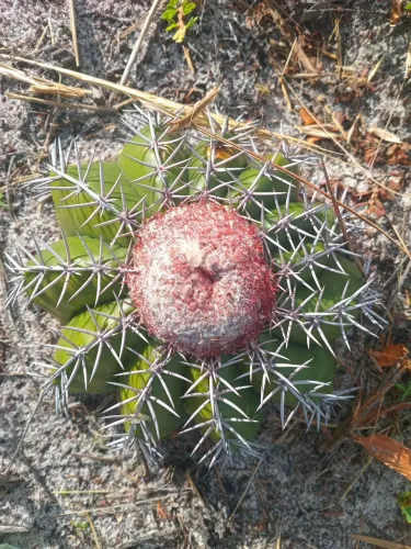 Planta Coroa de Frade