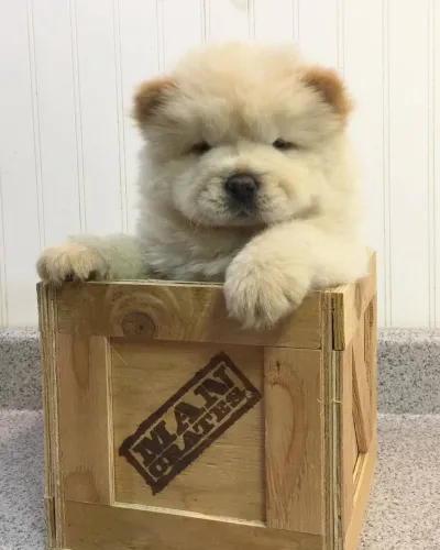 Filhotes De Chow Chow - Companhia Que Acolhe Com Alegria 