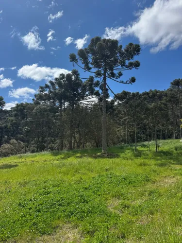 Vende se 10 hectares em Urubici 