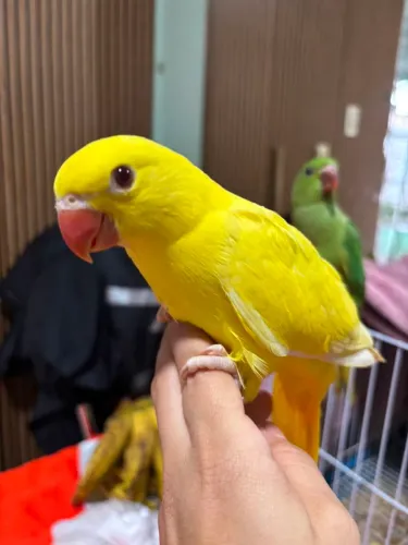Bebedouro