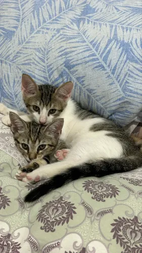 Gatinhos para adoção