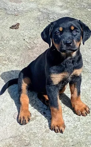 Vende-se filhotes de Rottweiler.