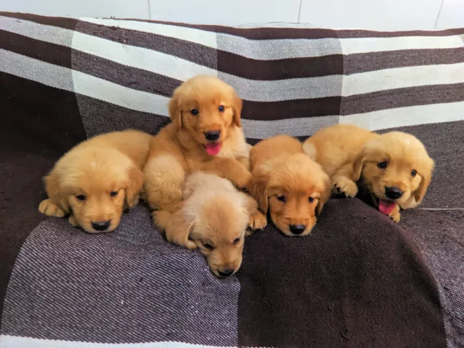 GOLDEN RETRIEVER