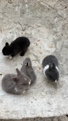 Lindos Filhotes de Coelho Anão Holandês