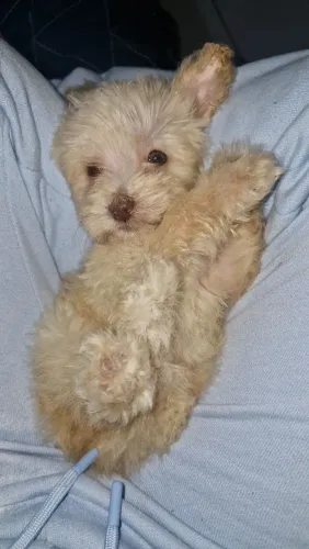Poodle filhote 