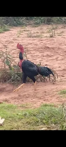 Frango Índios criação própria 