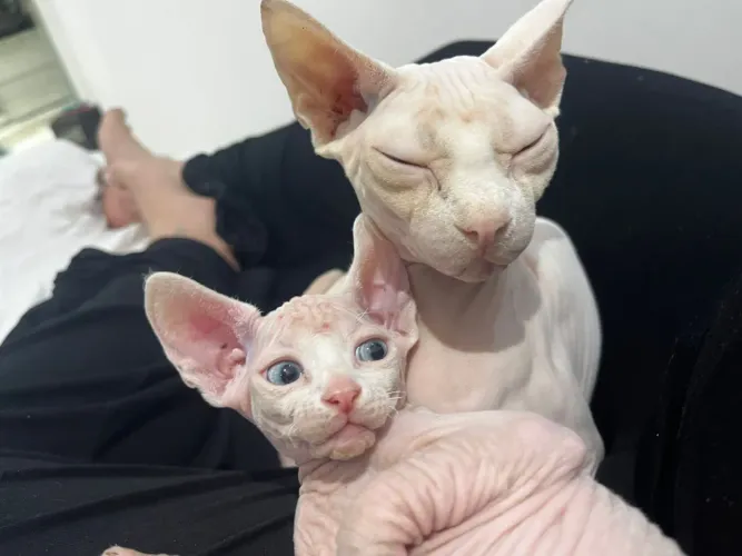 Gatos filhotes Sphynxs 