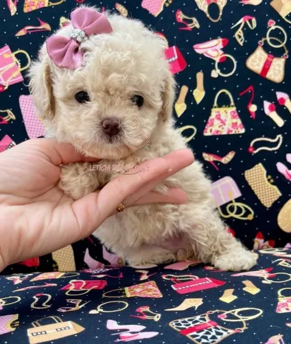 Poodle toy: Macho e fêmea a pronta entrega