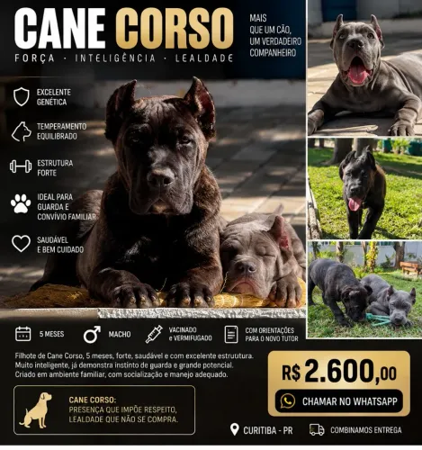 CANE CORSO - MACHO E FÊMEA - 5 MESES