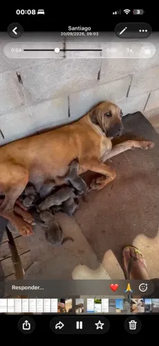 Vendo filhote fila Brasileiro 