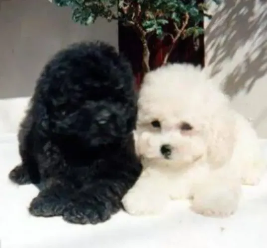 Poodle Macho e Fêmea Disponível