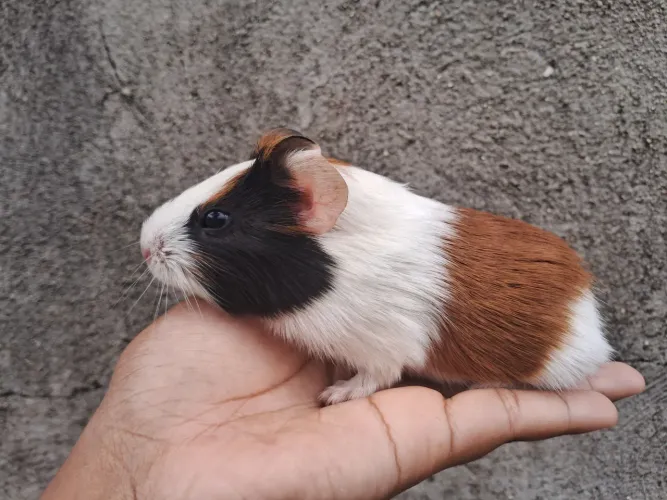 Porquinho da índia filhote fêmea