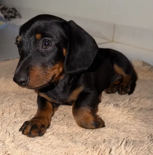 Filhote Dacshund MACHO