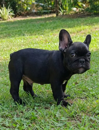 Bulldog Francês Machinho ?